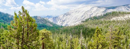 Красивая зеленая долина с лесом в национальном парке Yosemite, США стоковая фотография Красивая зеленая долина с лесом в национальном парке Yosemite, США стоковая фотография