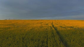 Красивая природа, воздушный взгляд переднего движения Красивая природа, воздушный взгляд переднего движения