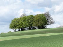 Красивая роща деревьев в зеленом поле, Latimer, Buckinghamshire стоковое фото rf Красивая роща деревьев в зеленом поле, Latimer, Buckinghamshire стоковое фото rf