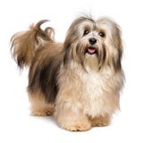 Красивая счастливая молодая собака Bichon Havanese стоковые изображения Красивая счастливая молодая собака Bichon Havanese стоковые изображения