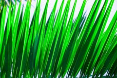 Красивая тропическая картина предпосылки природы Striped spiky лист ладони Живой свежий зеленый цвет Утечки солнечного света o стоковые фотографии rf Красивая тропическая картина предпосылки природы Striped spiky лист ладони Живой свежий зеленый цвет Утечки солнечного света o стоковые фотографии rf