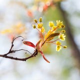 Красивая флористическая предпосылка времени весны Ветвь красного клена с желтыми цветками и свежими нежными листьями Отпочковывая стоковое фото Красивая флористическая предпосылка времени весны Ветвь красного клена с желтыми цветками и свежими нежными листьями Отпочковывая стоковое фото