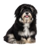 Красивейшая сь счастливая havanese собака щенка стоковые изображения Красивейшая сь счастливая havanese собака щенка стоковые изображения