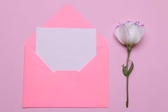 красивейшие цветки белые Eustoma с пробелом для текста на яркой розовой предпосылке над взглядом стоковое изображение красивейшие цветки белые Eustoma с пробелом для текста на яркой розовой предпосылке над взглядом стоковое изображение