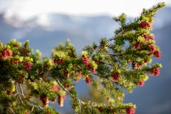 Красивое дерево с красным Pinecones на летний день с голубым небом и белыми облаками на национальном парке скалистой горы в Колор стоковое фото rf Красивое дерево с красным Pinecones на летний день с голубым небом и белыми облаками на национальном парке скалистой горы в Колор стоковое фото rf