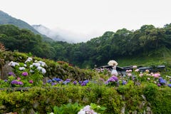 Красивые macrophylla гортензии цветков или цветок Hortensia зацветают иллюстрация штока Красивые macrophylla гортензии цветков или цветок Hortensia зацветают иллюстрация штока