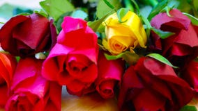 Красивые красные, розовые, желтые и оранжевые розы, макрос крупного плана Стоковое фото RF Красивые красные, розовые, желтые и оранжевые розы, макрос крупного плана Стоковое фото RF