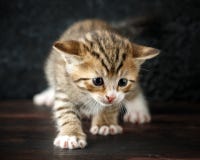 Красивые крошечные котята tabby младенца с stripy мехом стоковое изображение Красивые крошечные котята tabby младенца с stripy мехом стоковое изображение