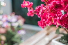 Красивые поддельное белое и розовое подняли Стоковое Фото Красивые поддельное белое и розовое подняли Стоковое Фото