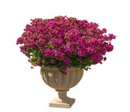 Красивые пурпурные лепестки Bougianvillea с зелеными листьями в гончарне формы сливк римской изолированной на белой предпосылке стоковая фотография rf Красивые пурпурные лепестки Bougianvillea с зелеными листьями в гончарне формы сливк римской изолированной на белой предпосылке стоковая фотография rf