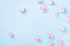 Красивые розовые цветки на голубом взгляд сверху предпосылки Одно, котор замерли дерево плоский стиль положения Поздравительная о стоковые фото Красивые розовые цветки на голубом взгляд сверху предпосылки Одно, котор замерли дерево плоский стиль положения Поздравительная о стоковые фото
