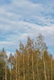 Красивые русские белые березы стоковое фото rf Красивые русские белые березы стоковое фото rf