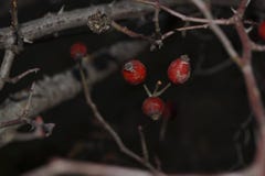 Красивые цветки и зеленые цвета стоковые фотографии rf Красивые цветки и зеленые цвета стоковые фотографии rf