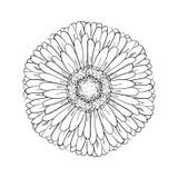 Красивый monochrome gerbera изолированный на белой предпосылке для поздравительных открыток, приглашения свадьбы, день рождения, бесплатная иллюстрация Красивый monochrome gerbera изолированный на белой предпосылке для поздравительных открыток, приглашения свадьбы, день рождения, бесплатная иллюстрация