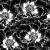 Красивый monochrome, черно-белая безшовная предпосылка с цветками засаживает arborea Paeonia (пион дерева) иллюстрация вектора Красивый monochrome, черно-белая безшовная предпосылка с цветками засаживает arborea Paeonia (пион дерева) иллюстрация вектора