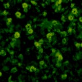 Красивый multicolor зеленый цветок & черный дизайн предпосылки стоковая фотография rf Красивый multicolor зеленый цветок & черный дизайн предпосылки стоковая фотография rf
