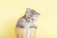 Красивый striped пушистый котенок сидя в плетеной корзине дальше выкрикивает стоковые фотографии rf Красивый striped пушистый котенок сидя в плетеной корзине дальше выкрикивает стоковые фотографии rf