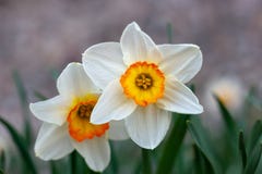 Красивый белый цветок narcissus с желтым центром стоковое изображение Красивый белый цветок narcissus с желтым центром стоковое изображение