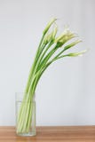 Красивый букет callas стоковая фотография Красивый букет callas стоковая фотография
