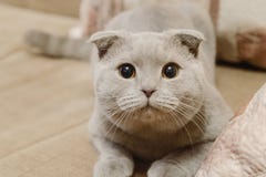 Красивый великобританский голубой сокращать-ушастый кот лежит на софе дома Голубой кот створки Scottish великобританское shorthai стоковые изображения Красивый великобританский голубой сокращать-ушастый кот лежит на софе дома Голубой кот створки Scottish великобританское shorthai стоковые изображения
