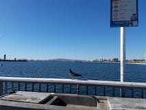 Красивый голубь на предпосылке моря Голубь сидит на загородке около моря Справочная информация Голубь на загородке стоковое фото rf Красивый голубь на предпосылке моря Голубь сидит на загородке около моря Справочная информация Голубь на загородке стоковое фото rf