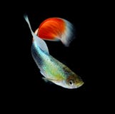 Красивый гуппи изолированный на черной предпосылке стоковые фотографии rf Красивый гуппи изолированный на черной предпосылке стоковые фотографии rf