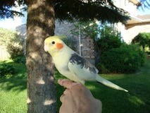 Красивый желтый cockatiel внутри на пальце ` s предпринимателя стоковые фото Красивый желтый cockatiel внутри на пальце ` s предпринимателя стоковые фото