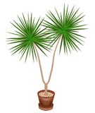 Красивый завод в баке Dracaena украсит ваши дом и офис Декоративное вечнозеленое дерево r иллюстрация вектора Красивый завод в баке Dracaena украсит ваши дом и офис Декоративное вечнозеленое дерево r иллюстрация вектора