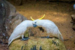 Красивый какаду или белые попугаи стоят на утесе стоковое фото rf Красивый какаду или белые попугаи стоят на утесе стоковое фото rf