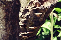 Красивый конец вверх грибов леса на коре дерева в грибе коричневого цвета леса на старом деревянном журнале стоковое фото rf Красивый конец вверх грибов леса на коре дерева в грибе коричневого цвета леса на старом деревянном журнале стоковое фото rf