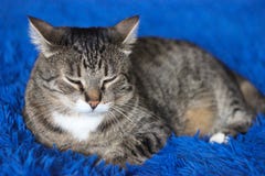 Красивый коричневый кот tabby на голубой предпосылке Зеленые глаза Изумляя фотография стоковые фото Красивый коричневый кот tabby на голубой предпосылке Зеленые глаза Изумляя фотография стоковые фото