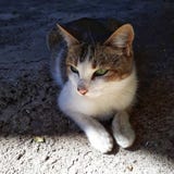 Красивый котенок назвал Нико который делает вещество кота стоковое фото rf Красивый котенок назвал Нико который делает вещество кота стоковое фото rf