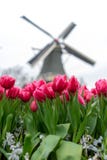 Красивый красочный тюльпан садовничает на Keukenhof на дождливый день стоковое изображение Красивый красочный тюльпан садовничает на Keukenhof на дождливый день стоковое изображение
