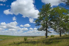 Красивый ландшафт лета с полями и сиротливыми растущими деревьями тополя стоковые фото Красивый ландшафт лета с полями и сиротливыми растущими деревьями тополя стоковые фото