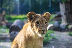 Красивый лев Cub фокусируя его глаза в расстоянии стоковые фотографии rf Красивый лев Cub фокусируя его глаза в расстоянии стоковые фотографии rf