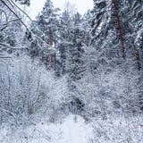 Красивый лес зимы с много тонкими хворостинами предусматриванными в снеге Идущий Далматин на снежном пути стоковое изображение Красивый лес зимы с много тонкими хворостинами предусматриванными в снеге Идущий Далматин на снежном пути стоковое изображение