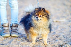 Красивый маленький шпиц щенка стоит на предпосылке песка и пляжа рядом с ногами его хозяйки, ногами небольшими смешное smili стоковые фото Красивый маленький шпиц щенка стоит на предпосылке песка и пляжа рядом с ногами его хозяйки, ногами небольшими смешное smili стоковые фото