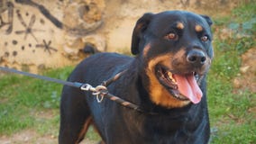 Красивый представлять rottweiler стоковое изображение rf Красивый представлять rottweiler стоковое изображение rf