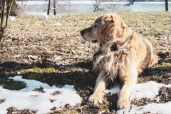 Красивый счастливый щенок золотого retriever в парке в наблюдать снега стоковые фотографии rf Красивый счастливый щенок золотого retriever в парке в наблюдать снега стоковые фотографии rf