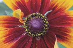 Красивый цветок Rudbeckia, coneflower закрывает вверх стоковые фото Красивый цветок Rudbeckia, coneflower закрывает вверх стоковые фото