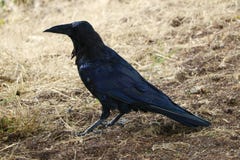 Красивый черный конец-вверх ворона на желтой траве стоковая фотография Красивый черный конец-вверх ворона на желтой траве стоковая фотография
