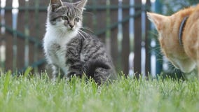 2 красивых кота играя в саде стоковые изображения rf 2 красивых кота играя в саде стоковые изображения rf