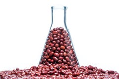 Красная genetically доработанная фасоль, клетка завода Стоковые Изображения Красная genetically доработанная фасоль, клетка завода Стоковые Изображения