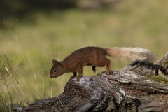 Красная белка, Sciurus vulgaris, ища для и есть гайки в glade сосновой древесины во время солнечного утра Caringorm NP, Шотландия стоковые фото Красная белка, Sciurus vulgaris, ища для и есть гайки в glade сосновой древесины во время солнечного утра Caringorm NP, Шотландия стоковые фото