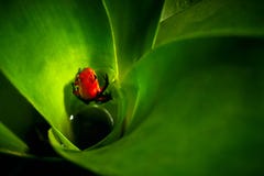 Красная лягушка дротика отравы клубники, pumilio Dendrobates, в bro стоковое изображение rf Красная лягушка дротика отравы клубники, pumilio Dendrobates, в bro стоковое изображение rf