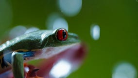 Красно-наблюданная древесная лягушка Agalychnis Callidryas Амазонки под дождем стоковое изображение Красно-наблюданная древесная лягушка Agalychnis Callidryas Амазонки под дождем стоковое изображение