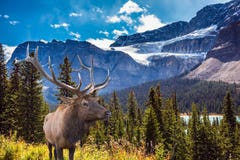 Красные олени antlered на горном склоне стоковое фото Красные олени antlered на горном склоне стоковое фото