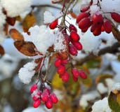 Красные покрытые ягоды снега барбариса Стоковые Фото Красные покрытые ягоды снега барбариса Стоковые Фото