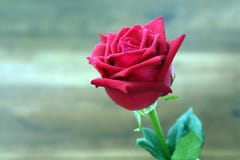 Красные розы с падением воды на предпосылке нерезкости Селективный фокус стоковое фото rf Красные розы с падением воды на предпосылке нерезкости Селективный фокус стоковое фото rf