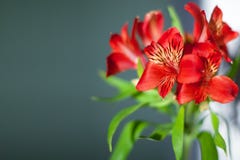 Красные цветки alstroemeria с зелеными листьями на сером конце предпосылки вверх, яркий розовый пук цветка лилии стоковое изображение Красные цветки alstroemeria с зелеными листьями на сером конце предпосылки вверх, яркий розовый пук цветка лилии стоковое изображение